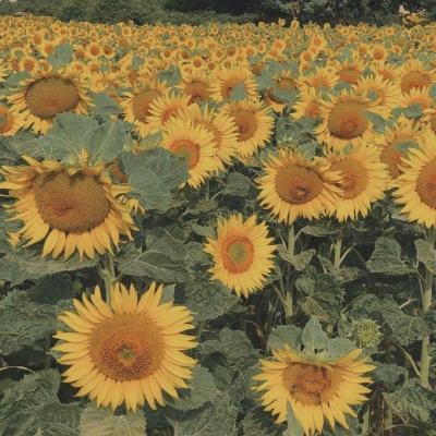 leyu·乐鱼(中国)体育官方网站app下载