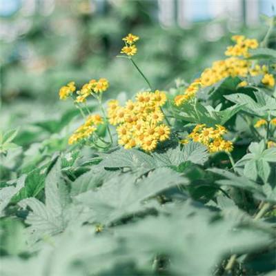 雅博app官网下载